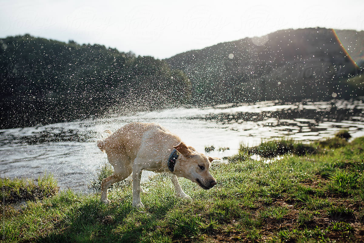 Wet Dog Shaking On A Lake
