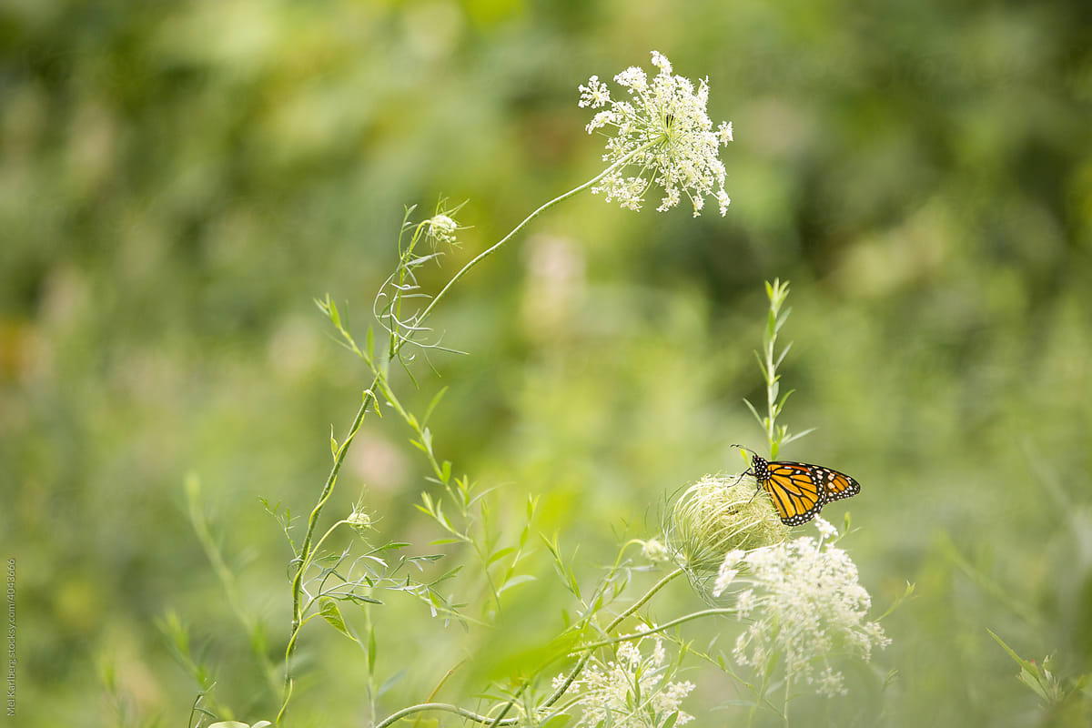 Monarch butterfly amongst asclepias speciosa milkweed