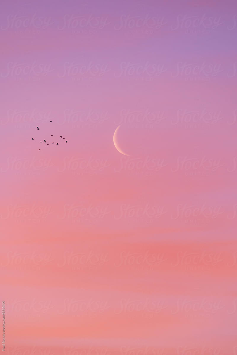Crescent moon during beautiful pink sunrise