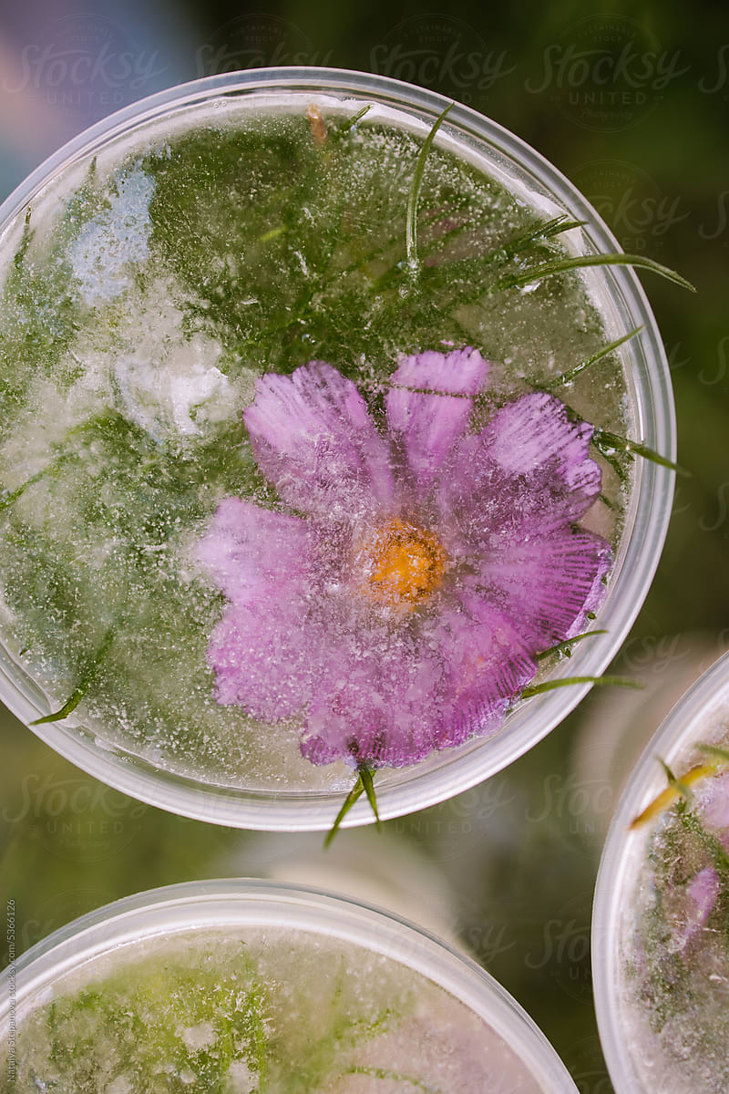 A flower on ice in a glass