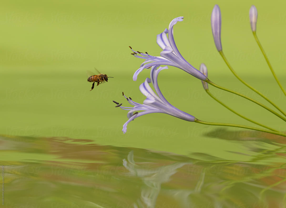 Bee flying towards Agapanthus, psychedelic reflections.