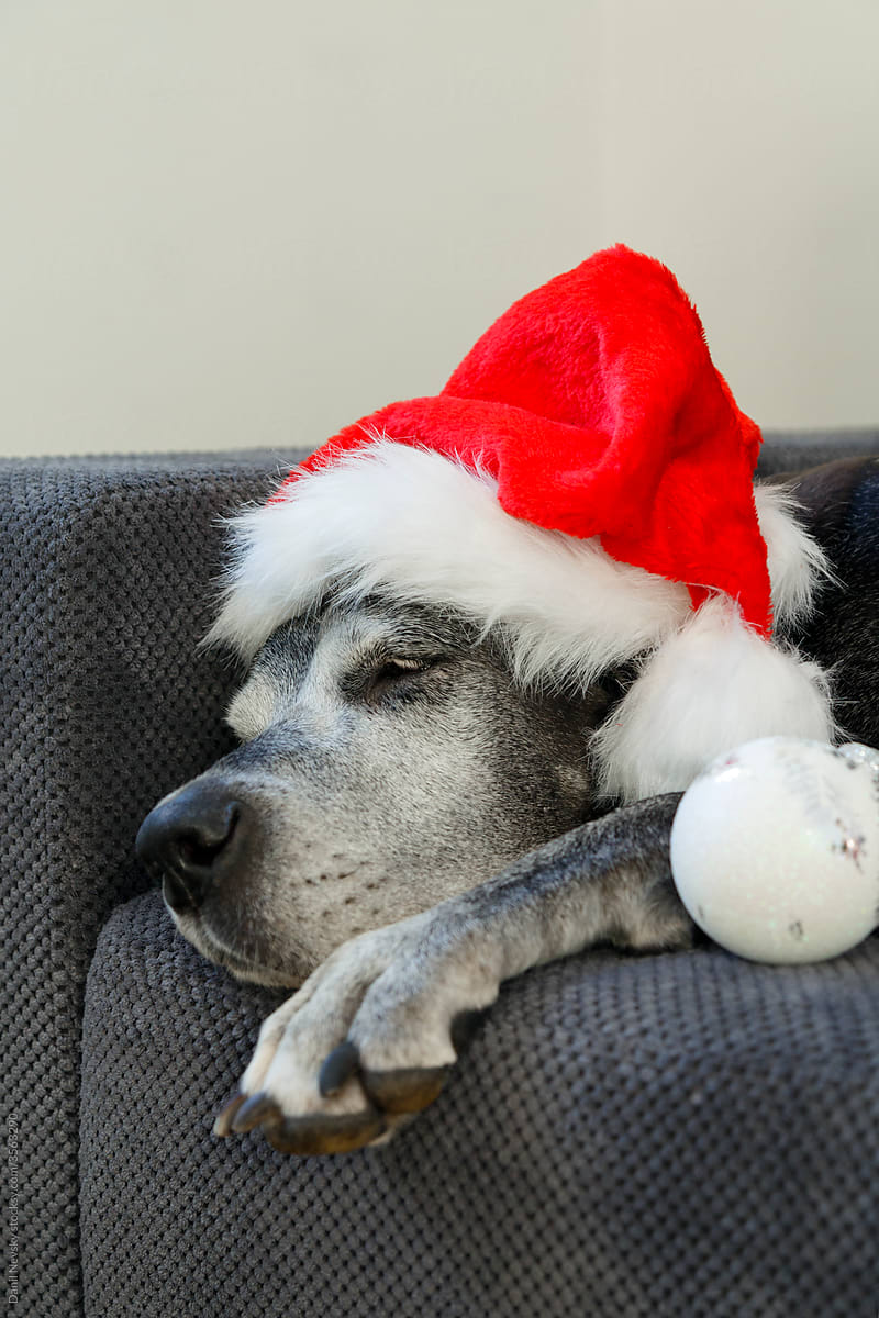 Dog in Santa hat resting on sofa