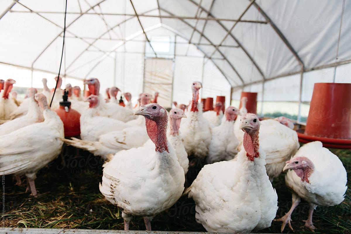 Thanksgiving Turkey's in their coop