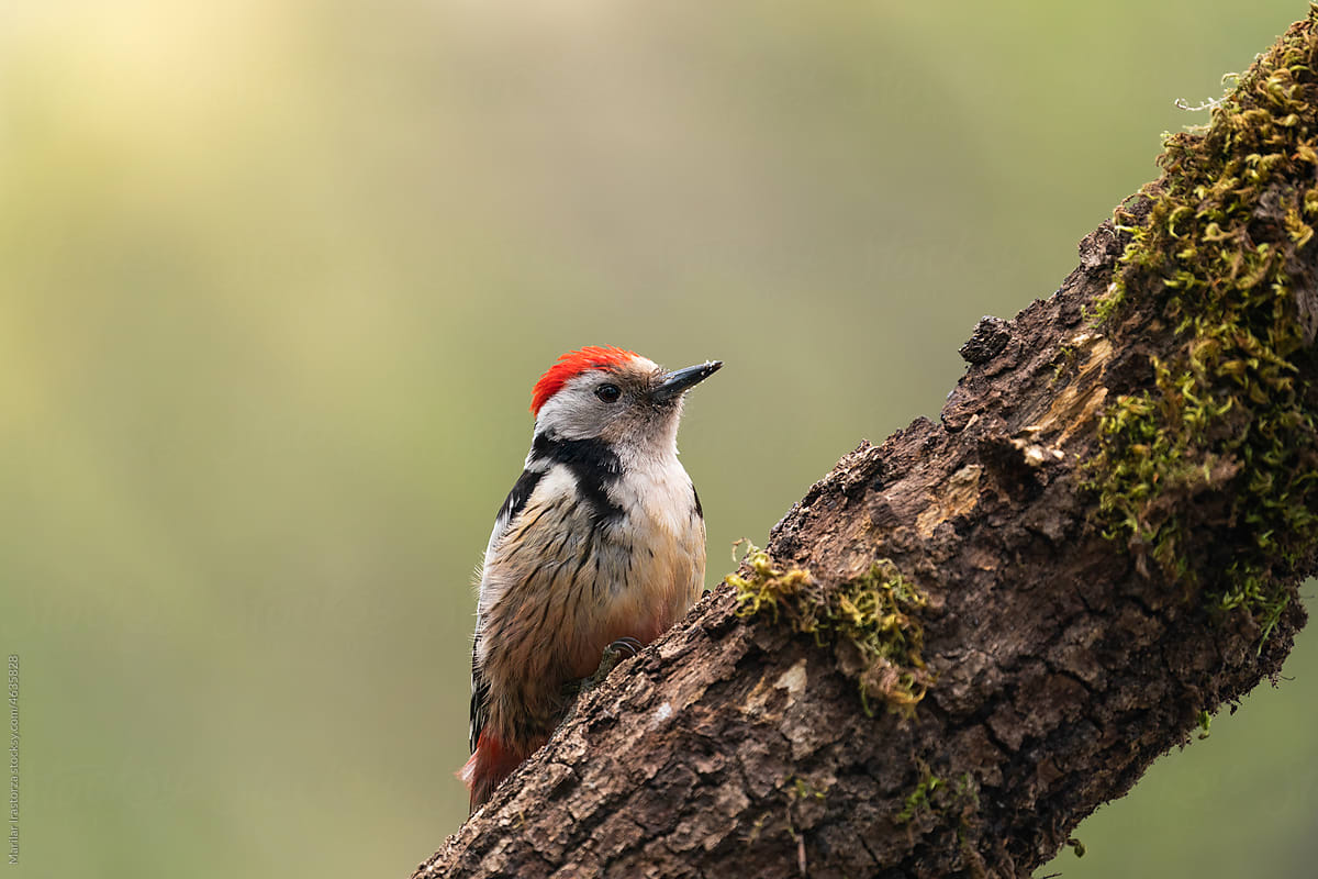 Cute Middle Spotted Woodpecker Perched On A Tree Branch