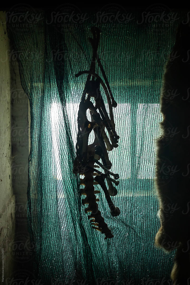 Bones hanging indoor