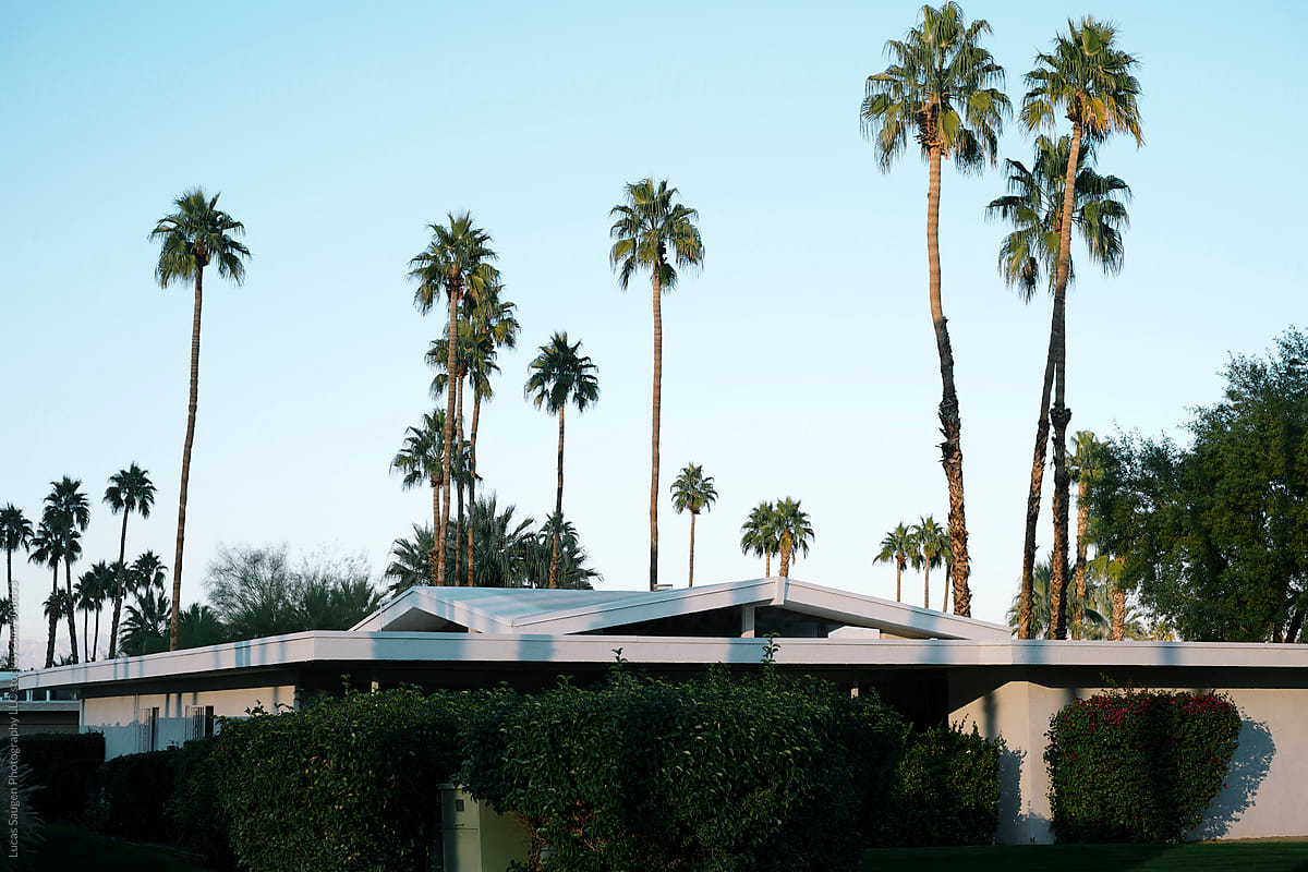 Palm trees and roofs tops at dusk in Palm Springs