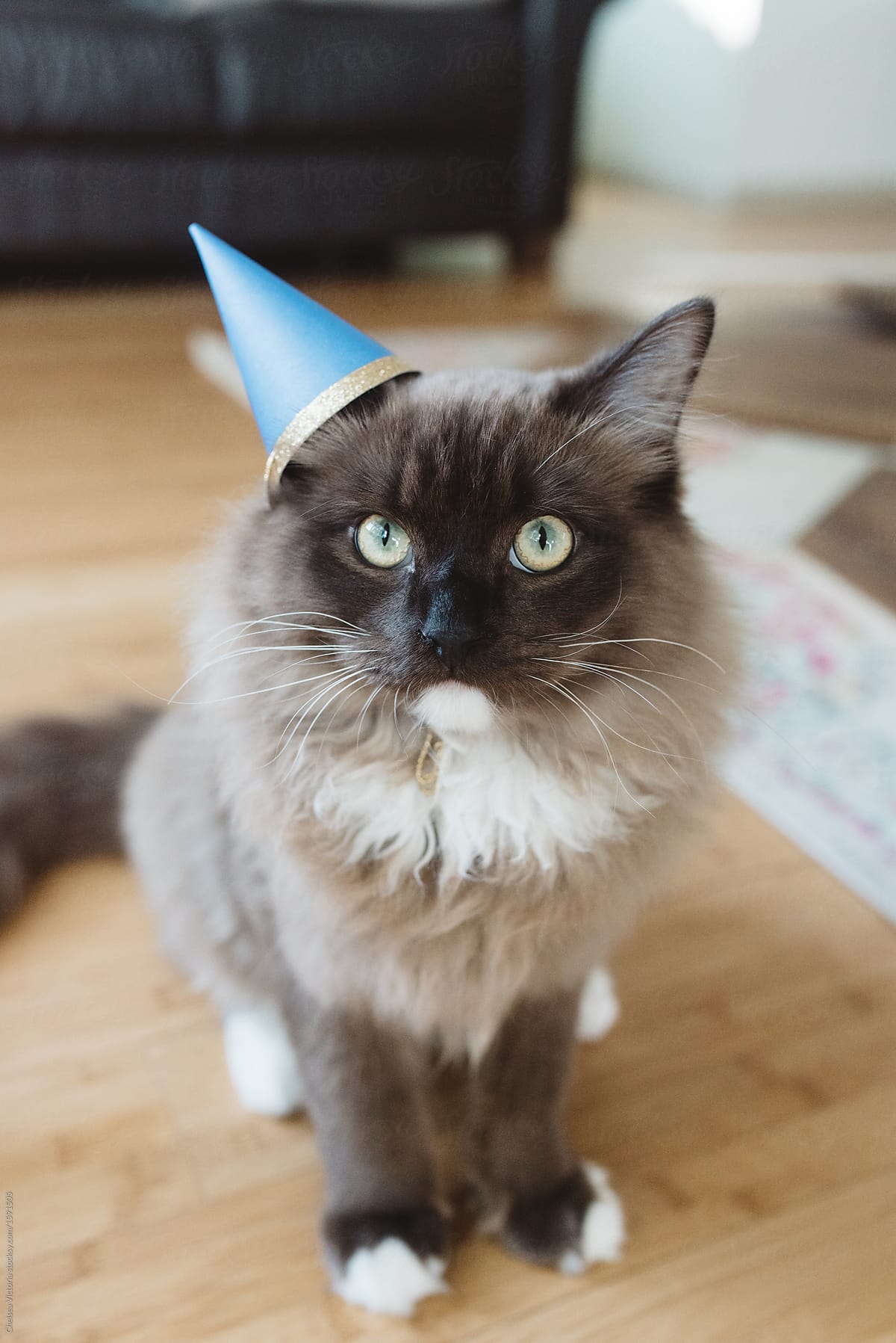 Party animal cat