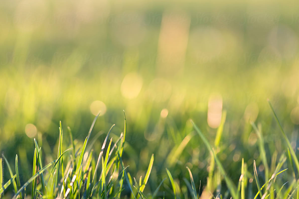 Featured image of post Grass Bakground - If you see some grass backgrounds free you&#039;d like to use, just click on the image to download to your desktop or mobile devices.