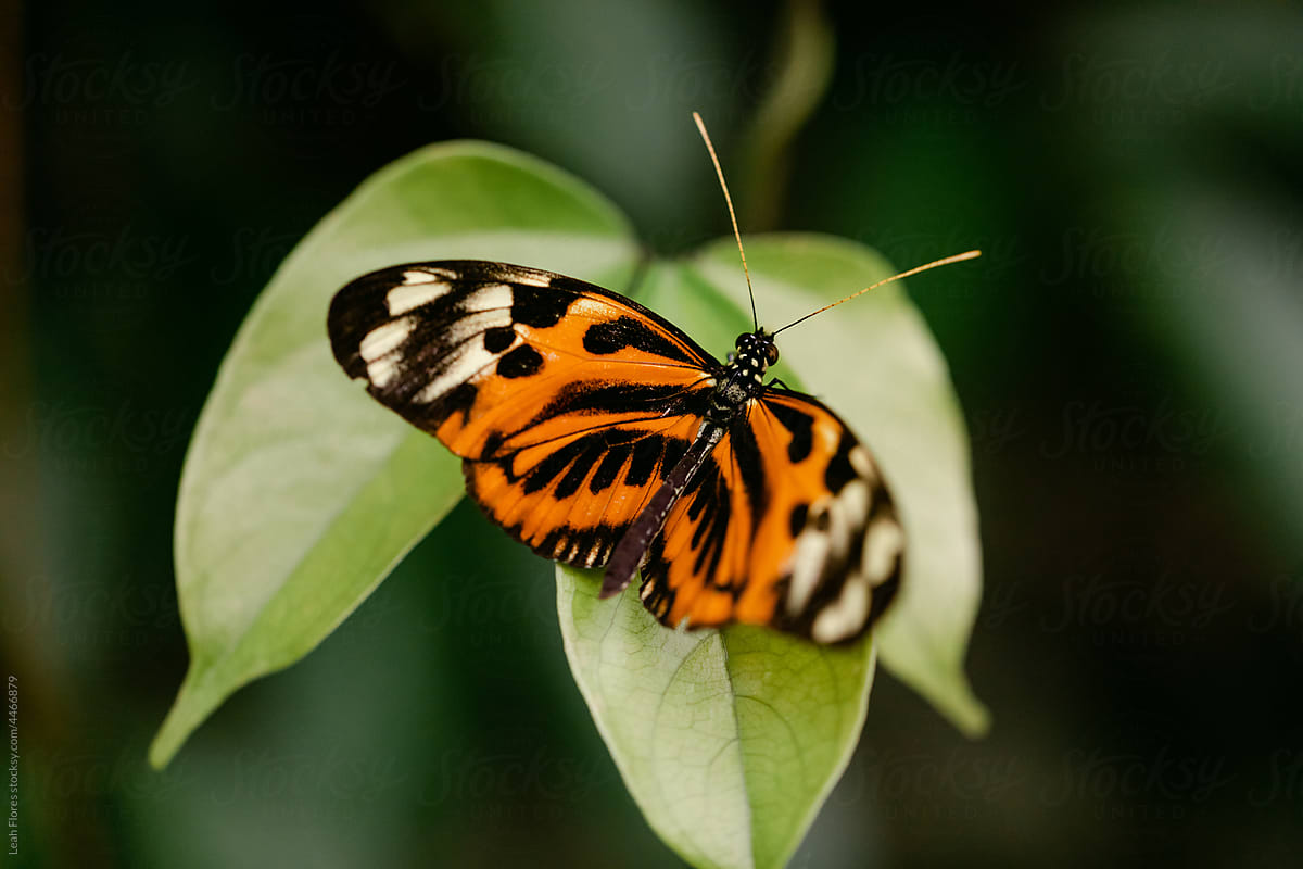 Closeup of Isabella\'s Longwing Butterfly