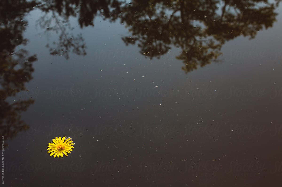 A lonely yellow flower floating on a pond