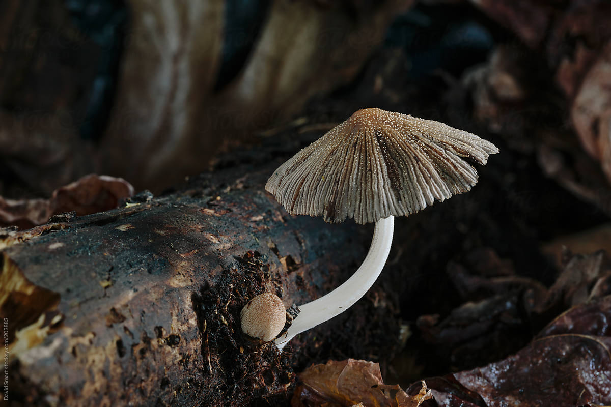Mushroom growing on rotting tree branch