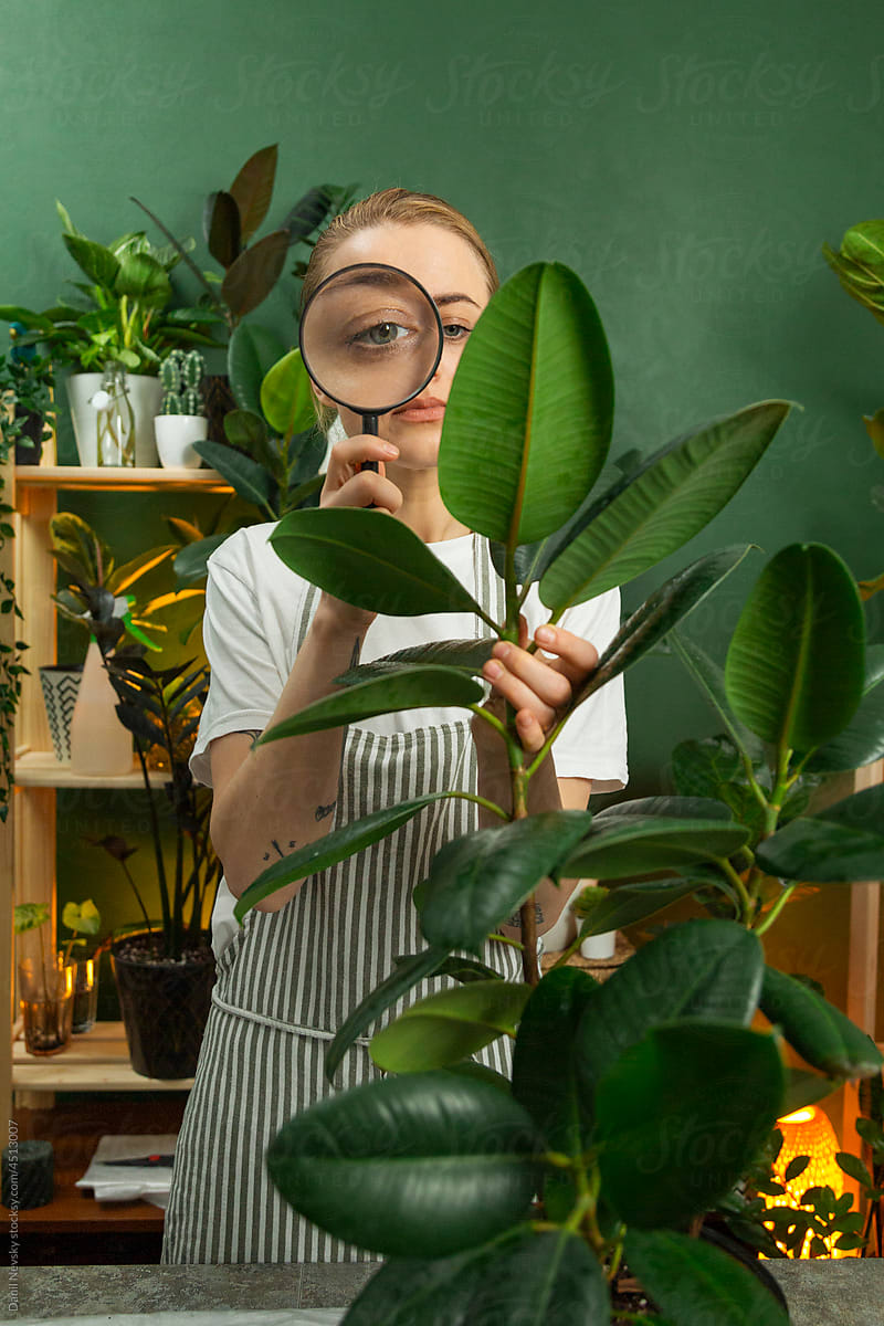 Woman with magnifier examining ficus at home