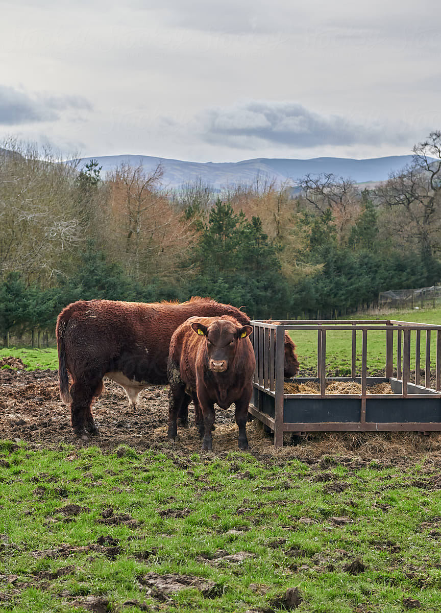 Two red Angus bulls in a field next to a feeding pen