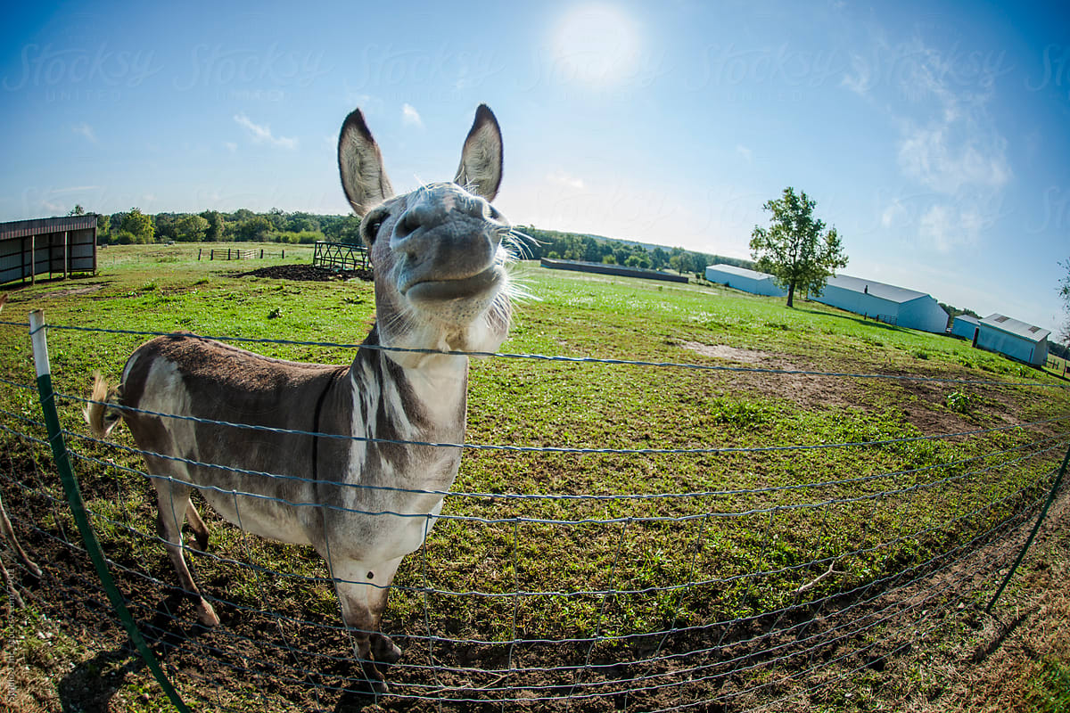 Animal Personalities: Smiling Proud Donkey