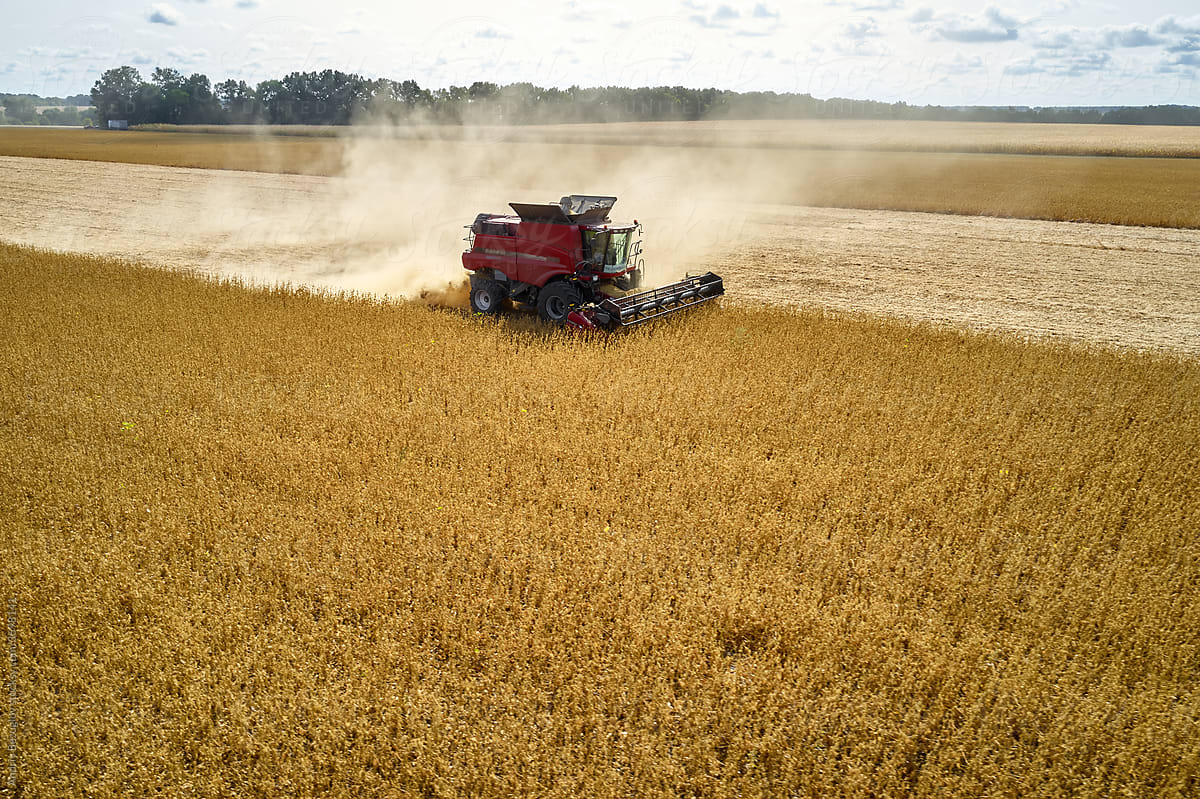 Harvesting by combine on gold field of ripe cereals