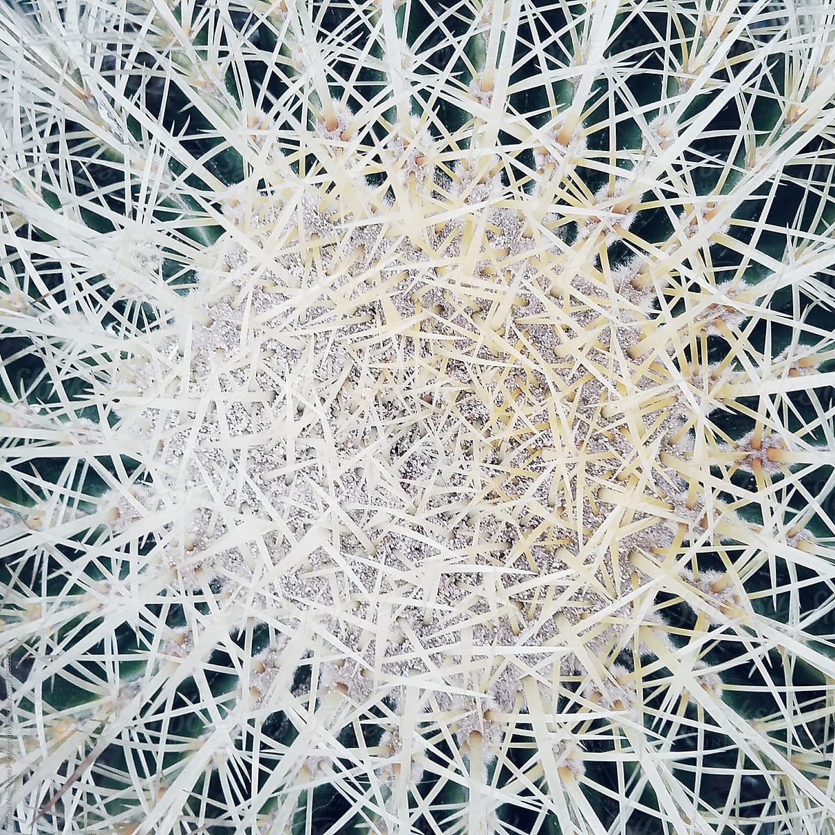 Ball Cactus Close Up