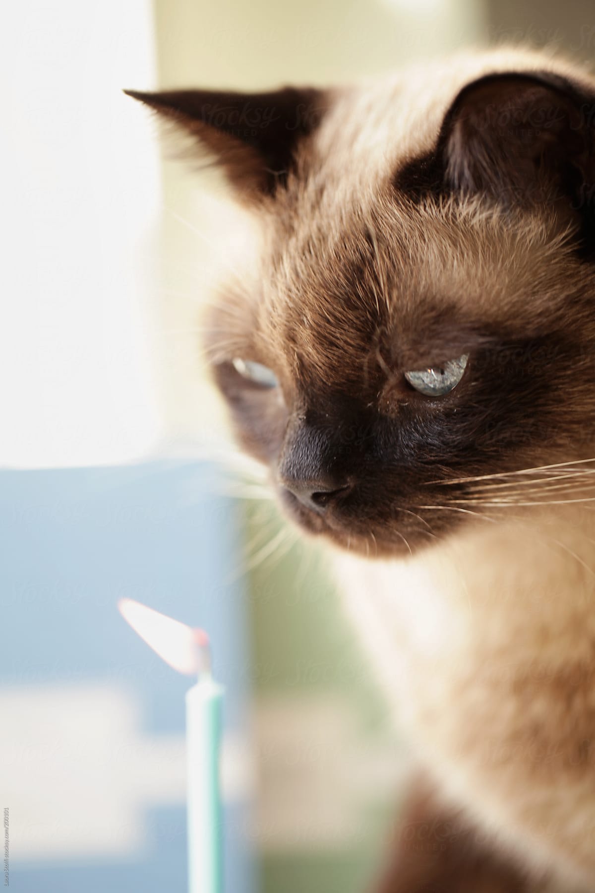 Make a wish: handsome cat in front of burning pale blue birthday candle