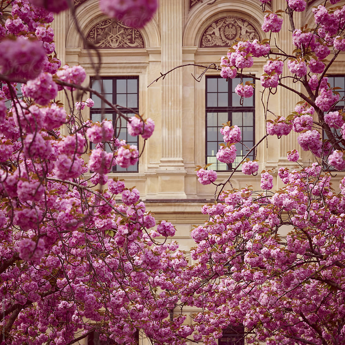 Cherry blossom in front of old building