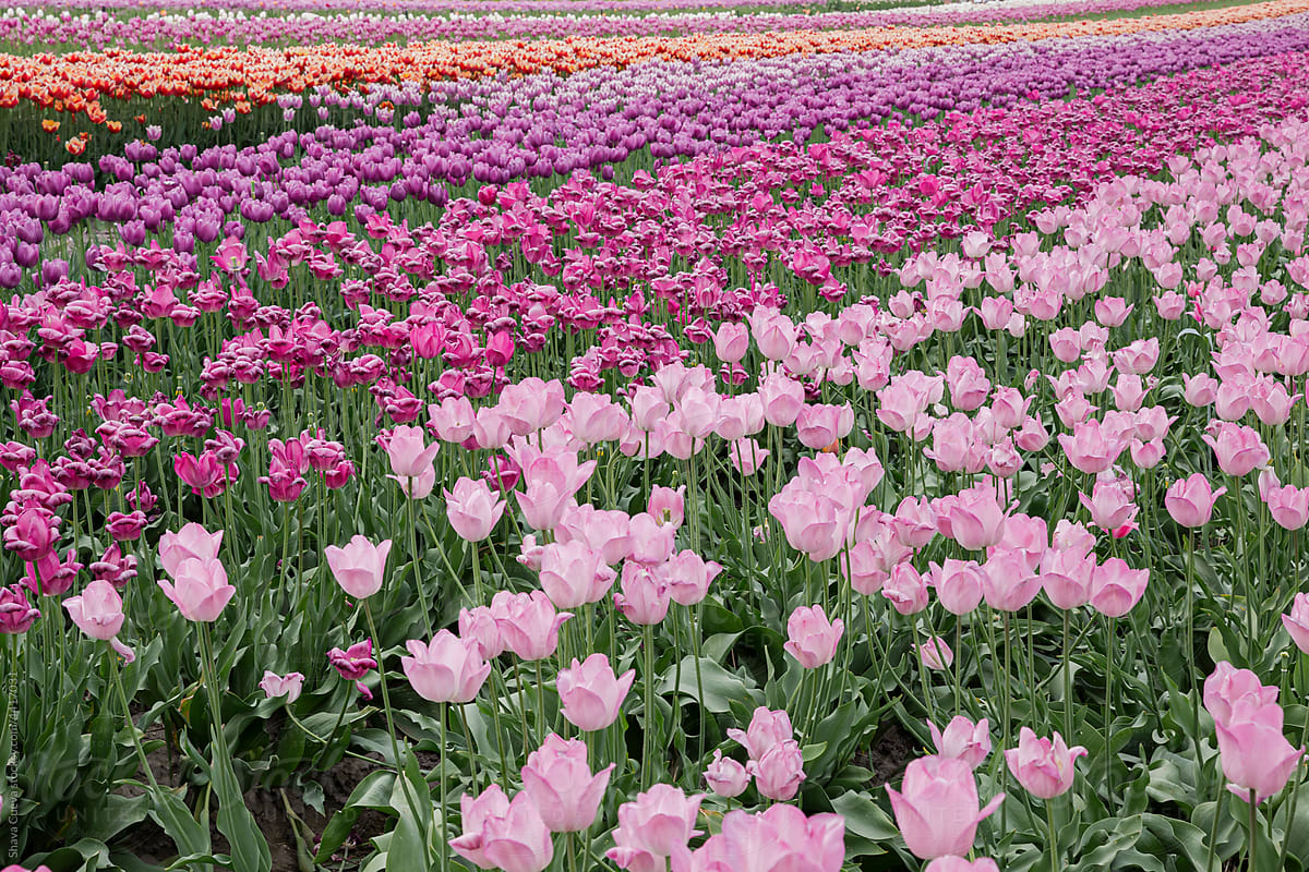 Pink tulip fields