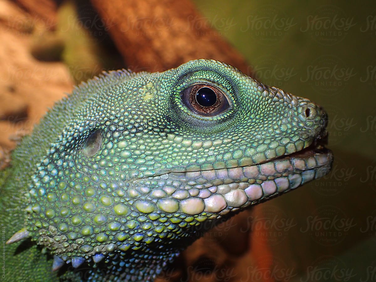 Close up of surprising lizards