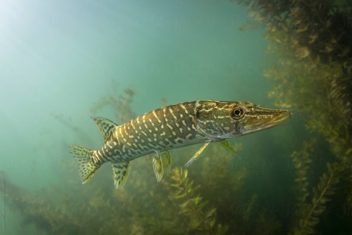 Freshwater pike fish underwater