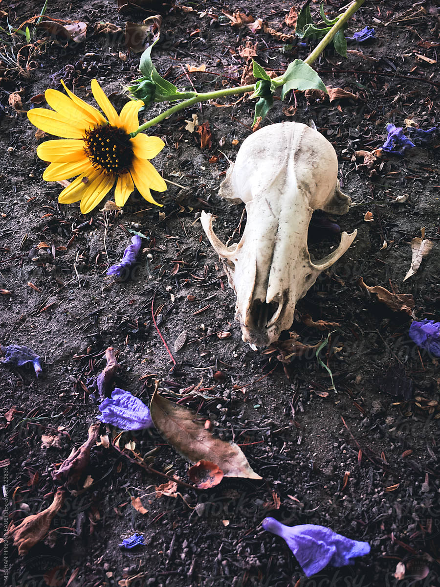 Small Animal Skull with Flowers