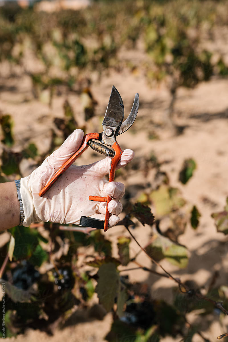 Anonymous farmer showing hand pruners
