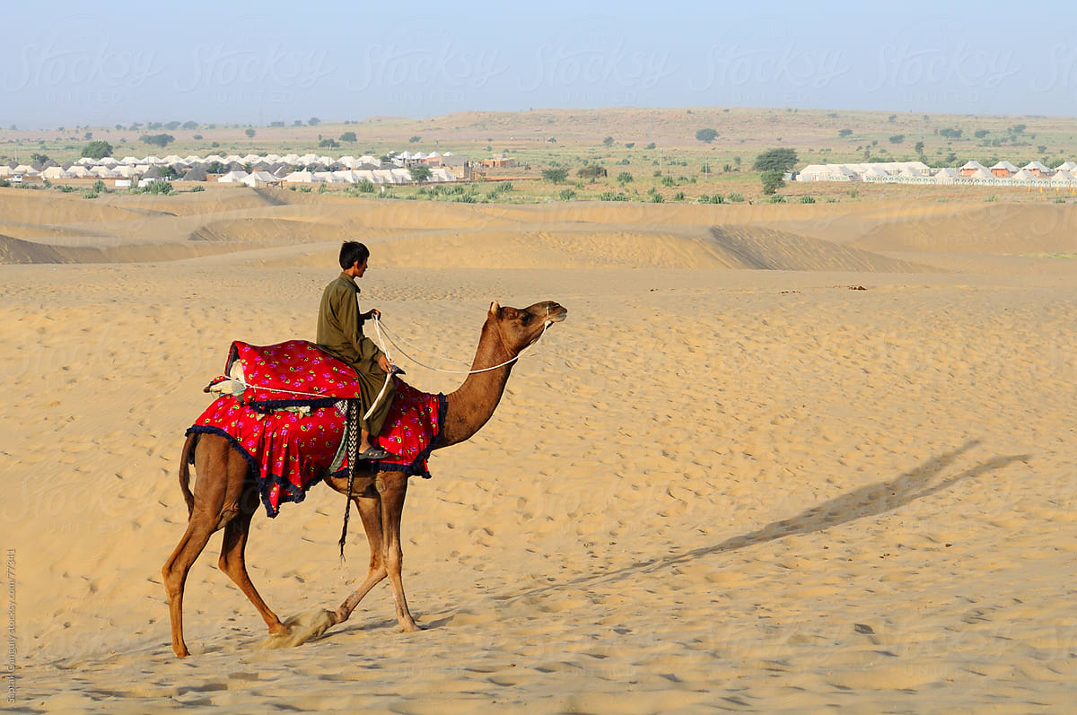 Young camel rider with his dromedary (Camelus dromedarius),India