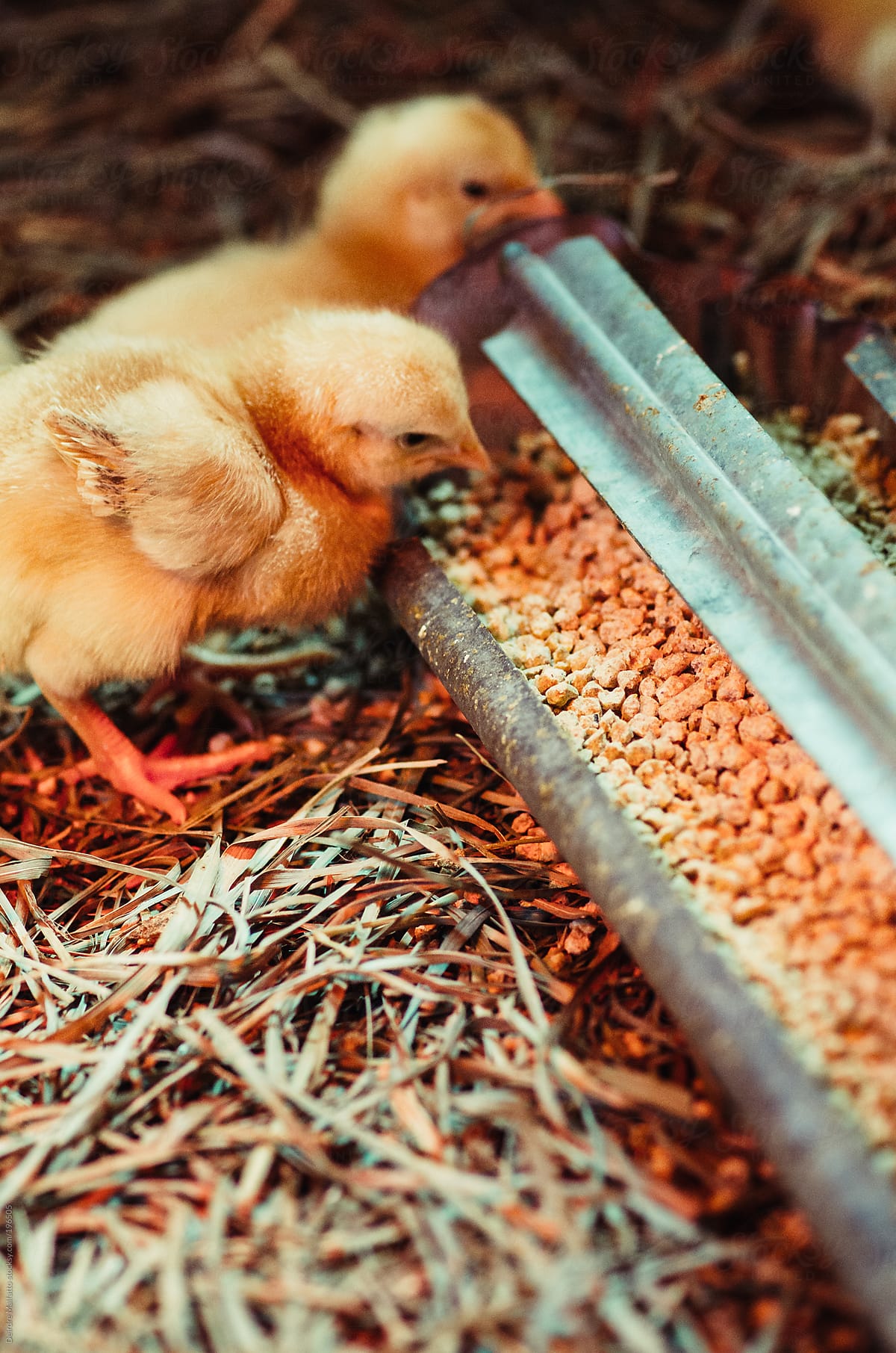 baby chicks eating from a feed trough
