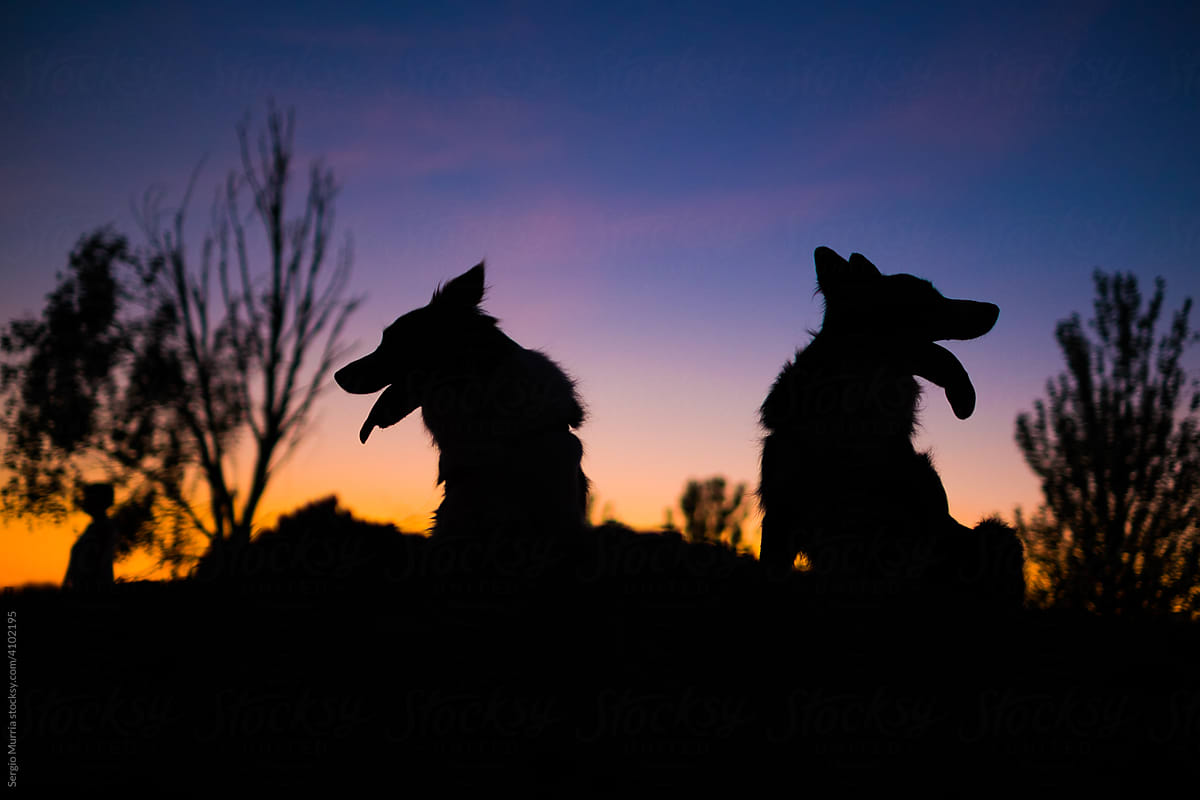 Silhouette of two dogs at sunset