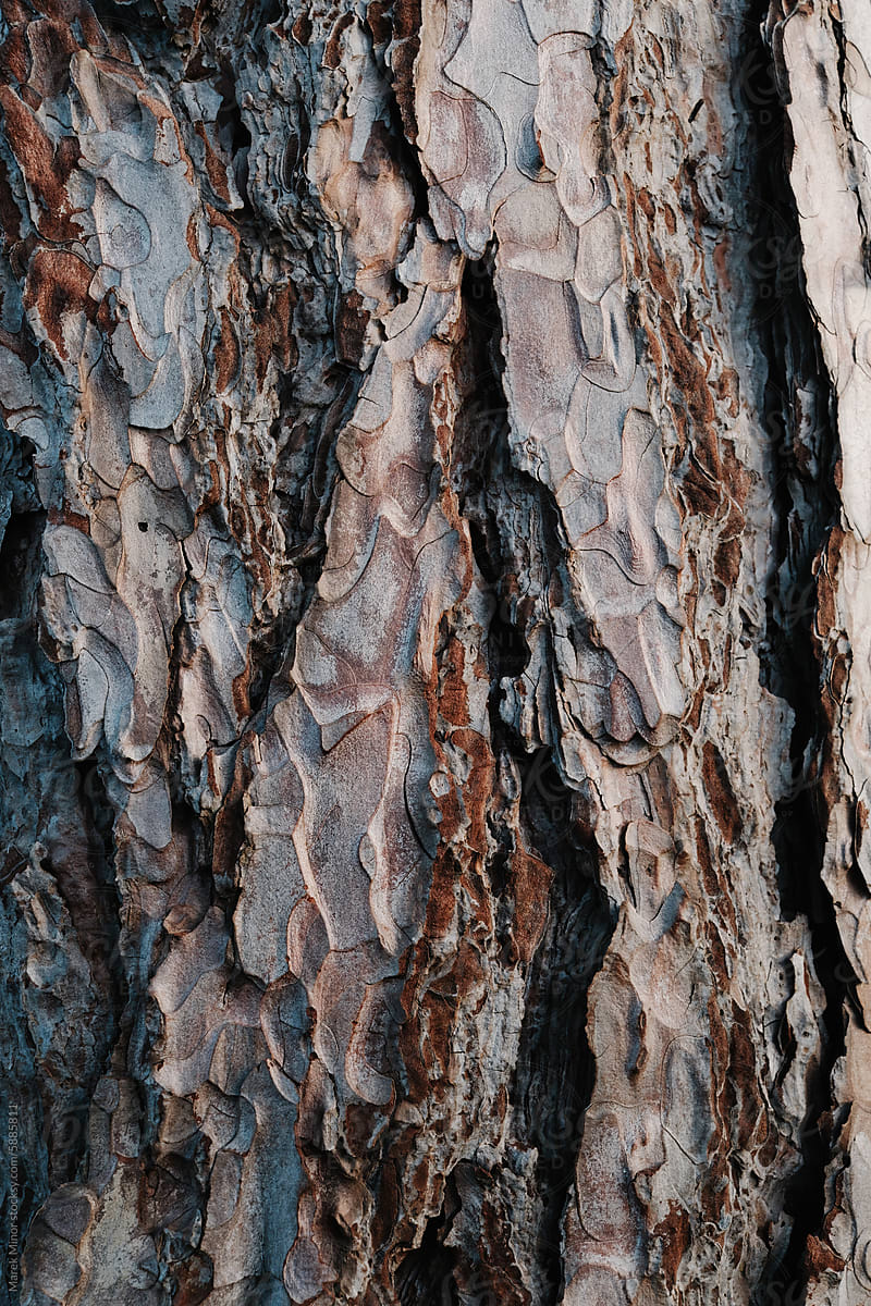 Rustic pine tree bark texture in natural light