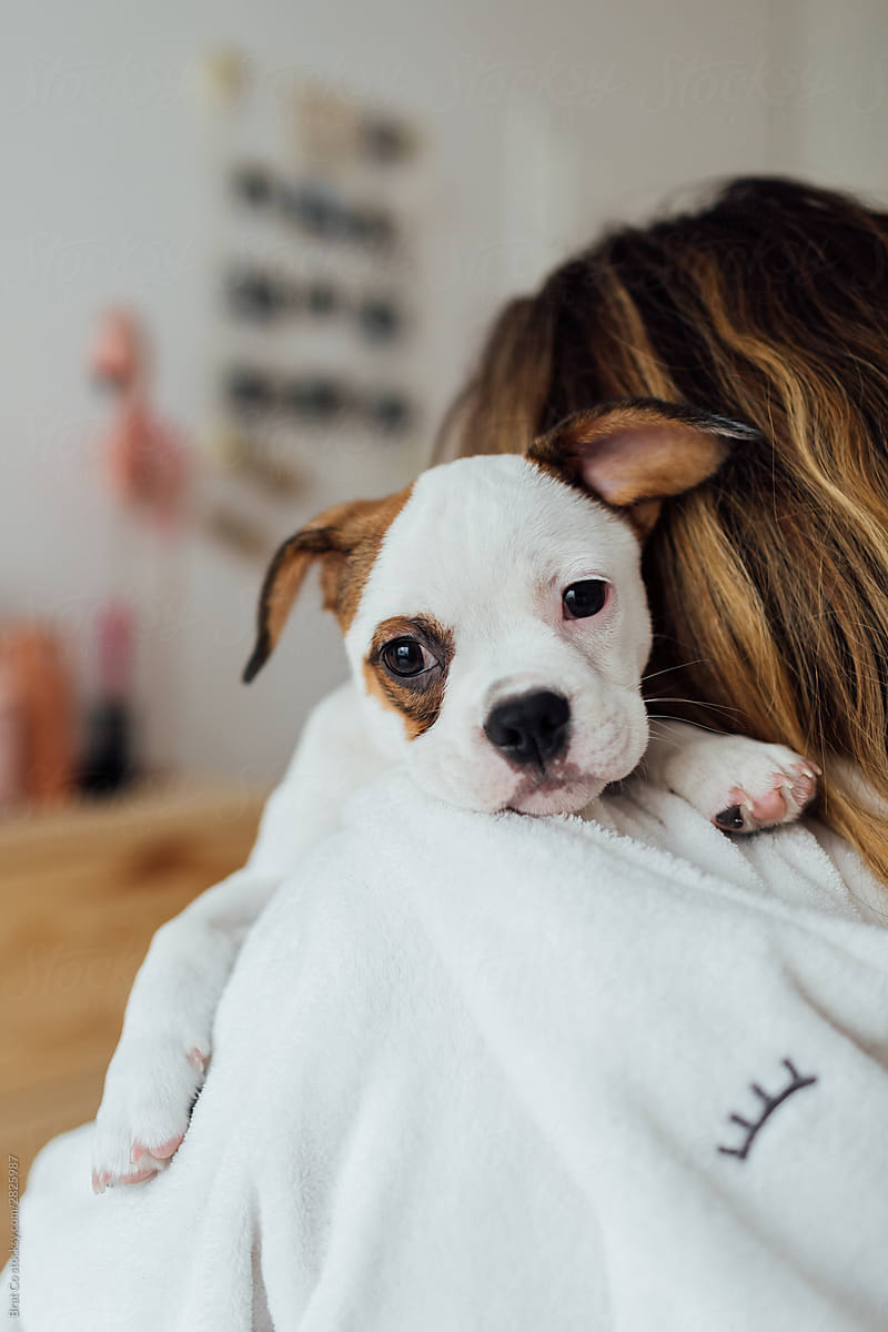Little Cute Dog In Hug