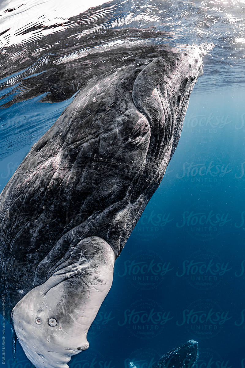 Humpback whale’s face