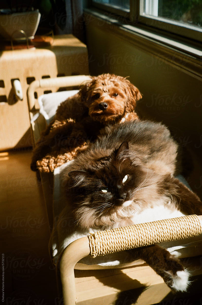 A cat and dog hanging out