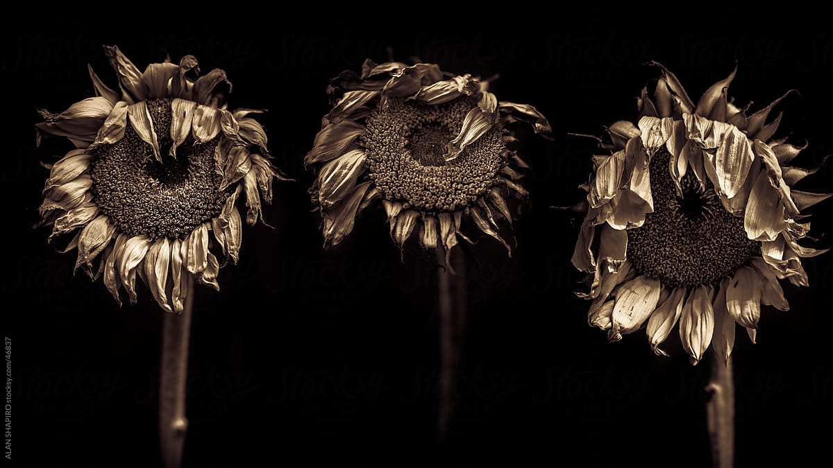 Trio of sunflowers in monochrome