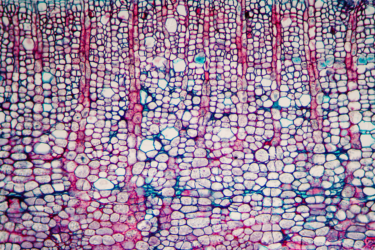 Cinnamon bark plant cells micrograph