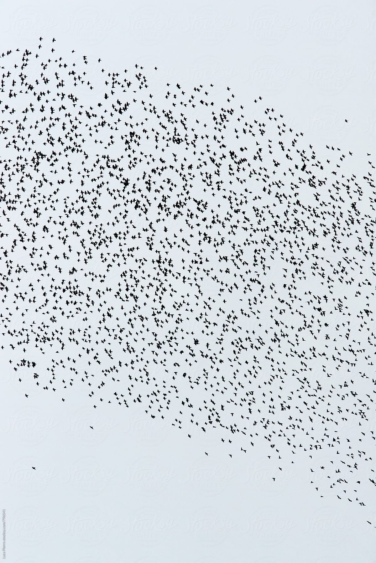 Flock of birds forming patterns  in the sky