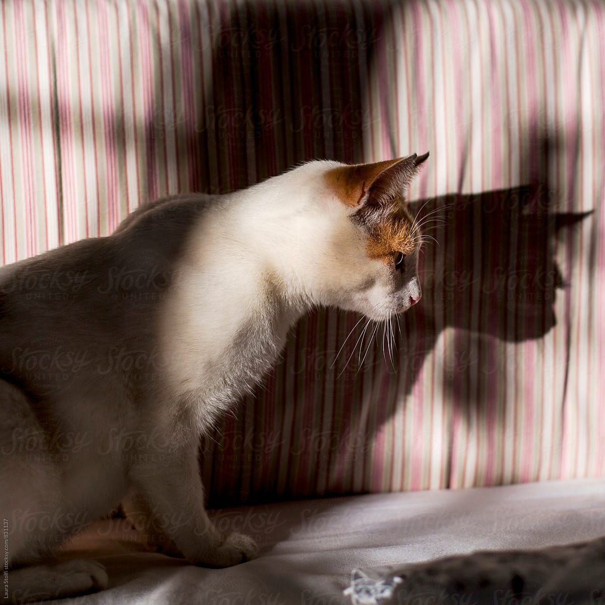 cat sitting side profile