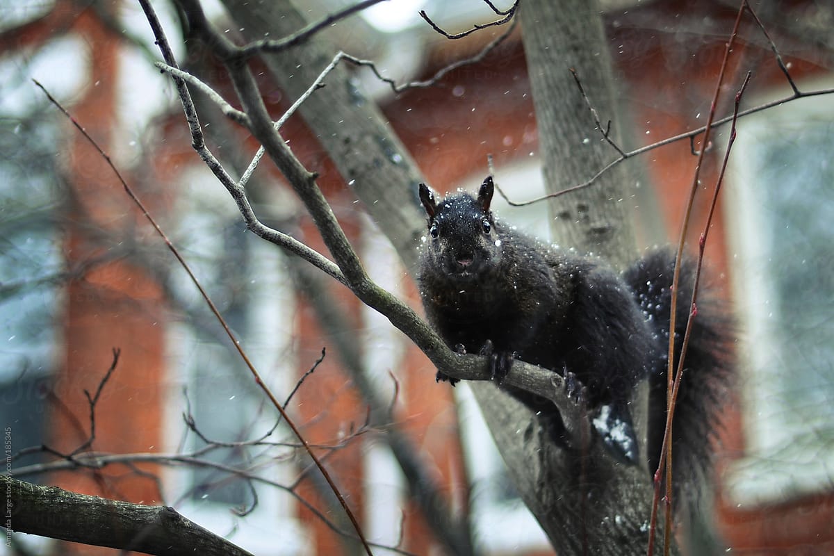 Black squirrel sitting on a tree branch in the snow