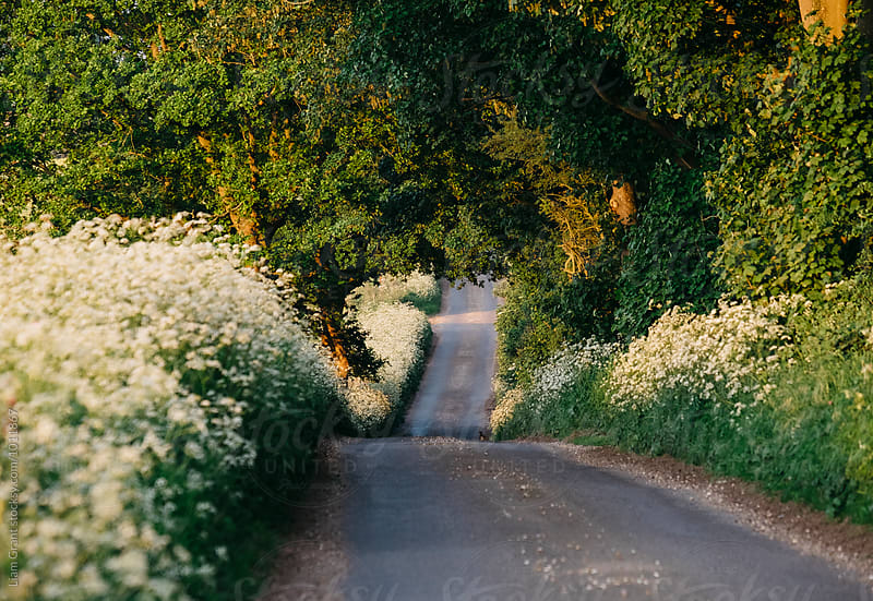Cow Parsley growing beside a remote rural road at sunset. Norfolk, UK.