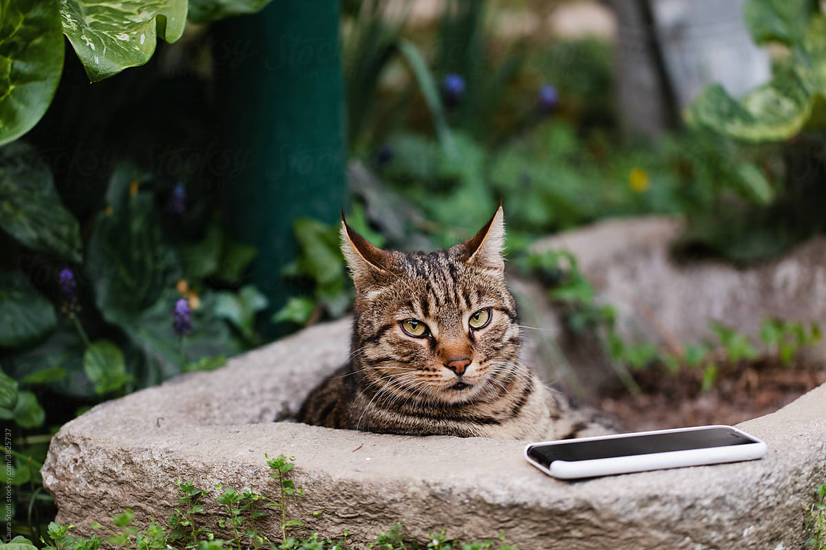Cat in stone basin close to phone