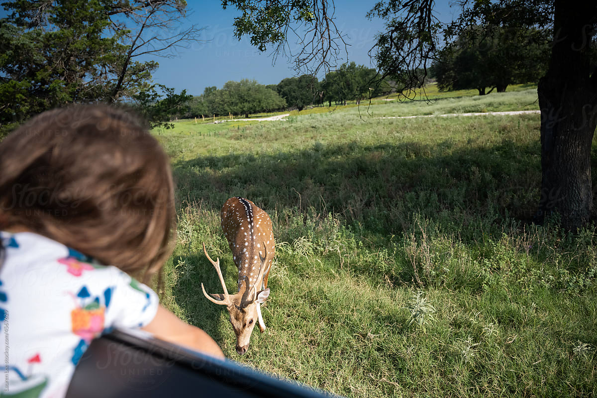 Child hanging out car window to see deer