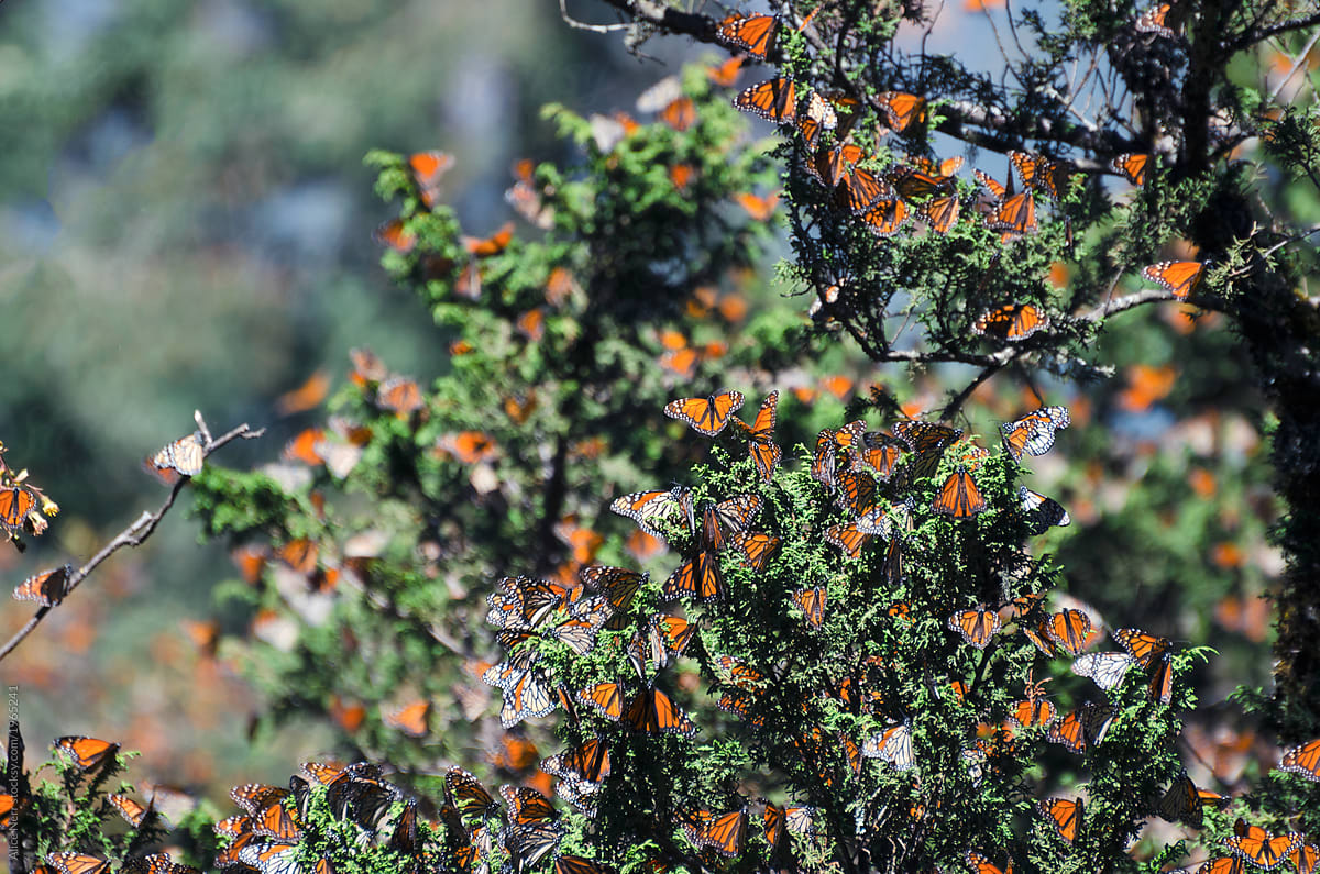 Numerous monarch butterflies on evergreen tree