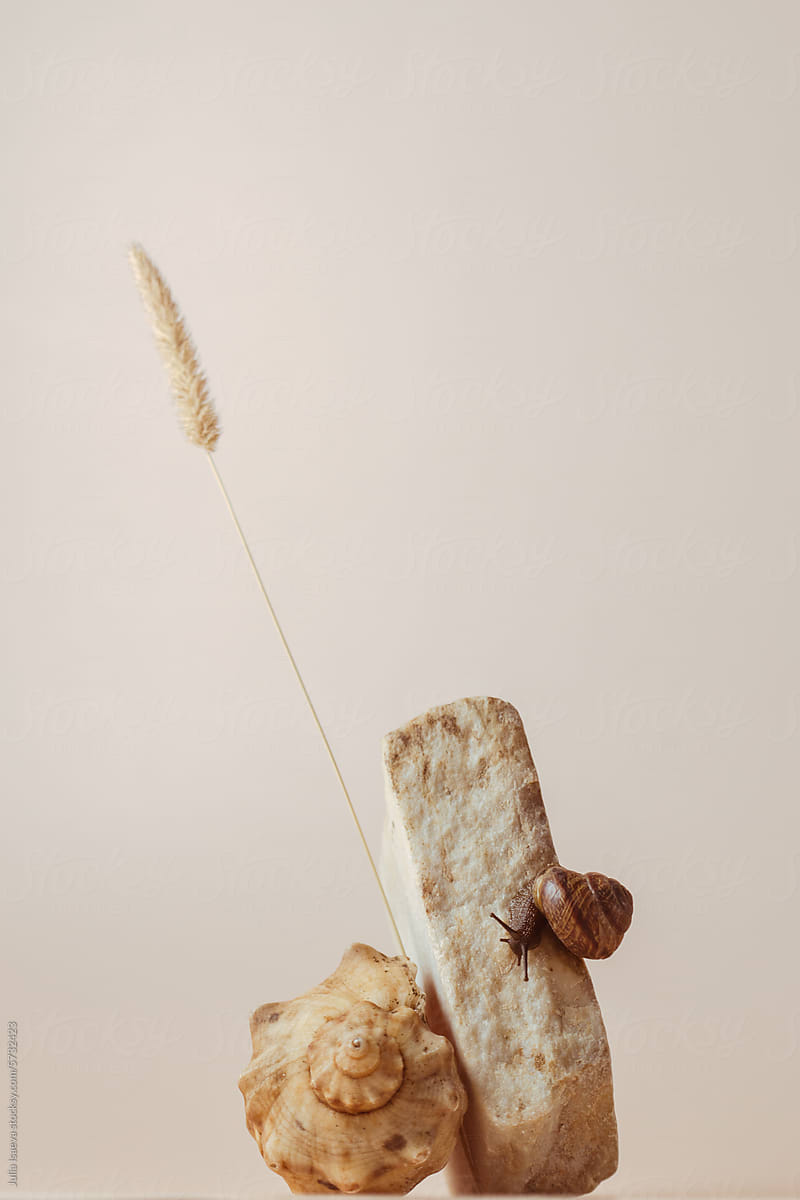 Still life with a snail, a shell and a spike