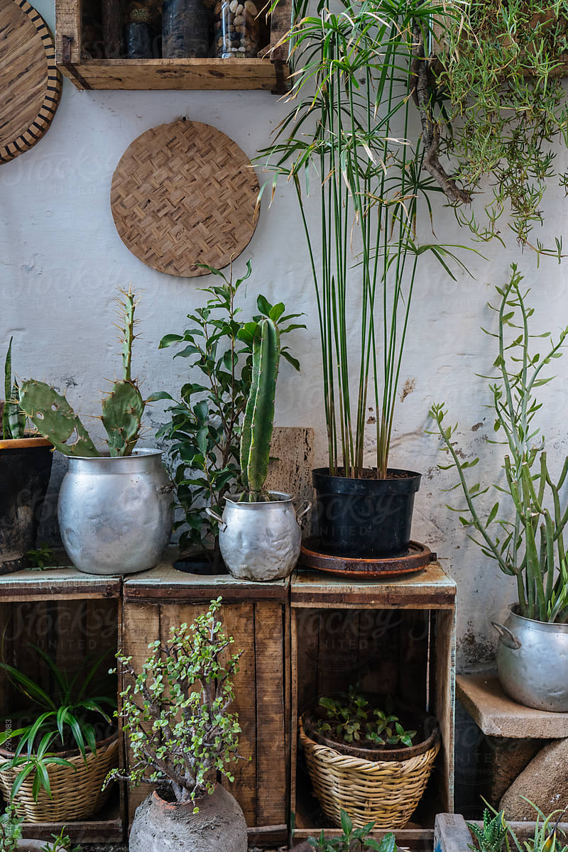 Stylish green plants on wooden boxes