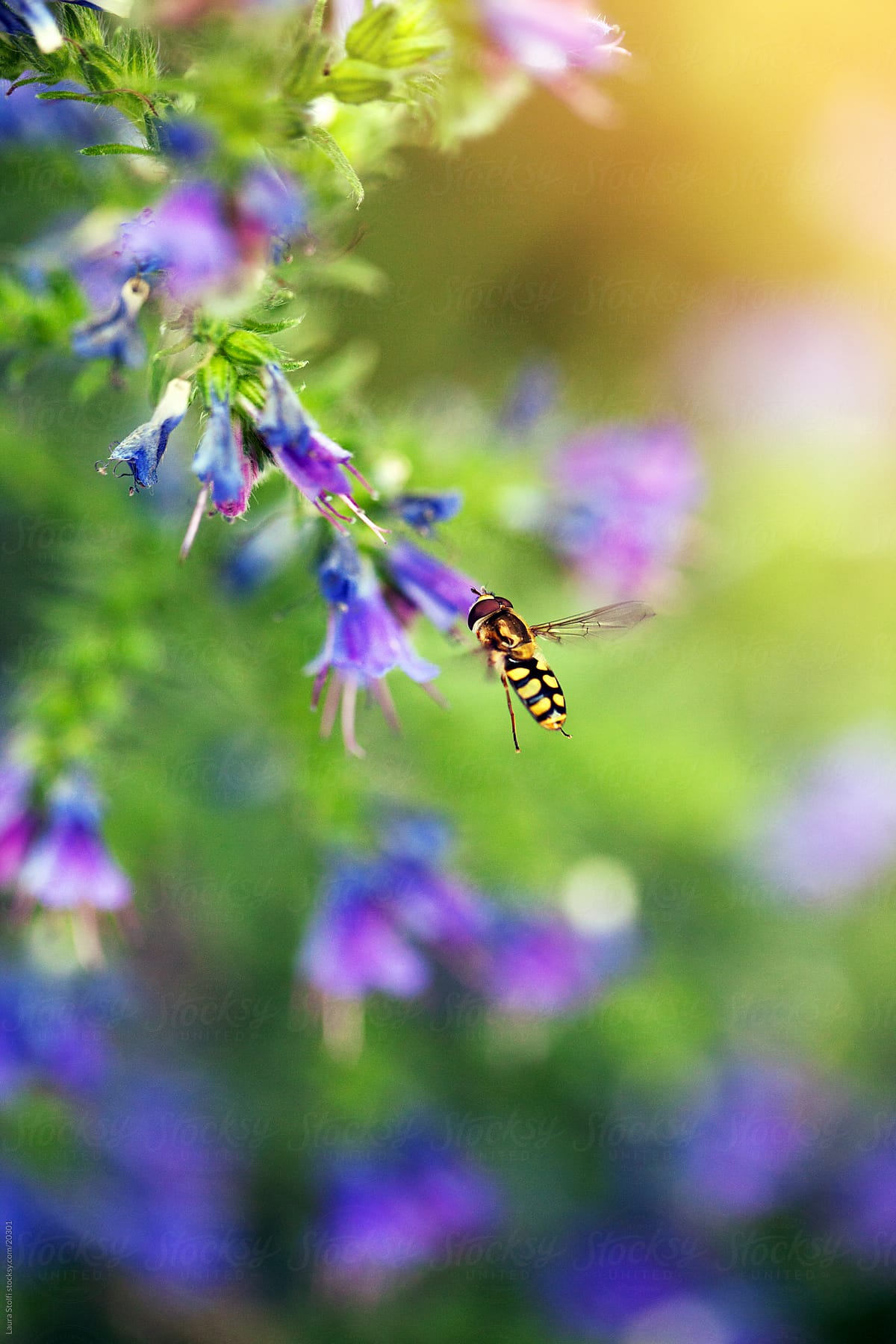 Hoverfly on Viper\'s Bugloss (Echium vulgare) flower on colorful, blurred background