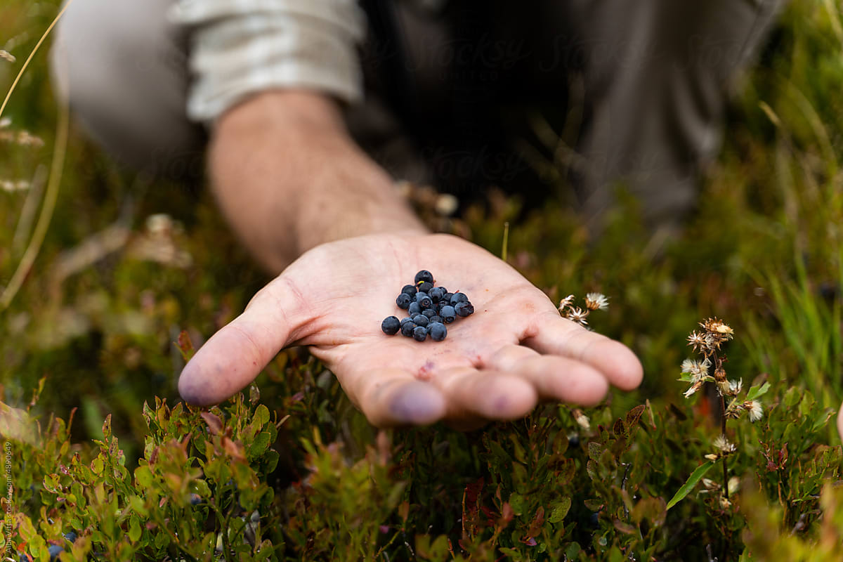 Man picking blue berries