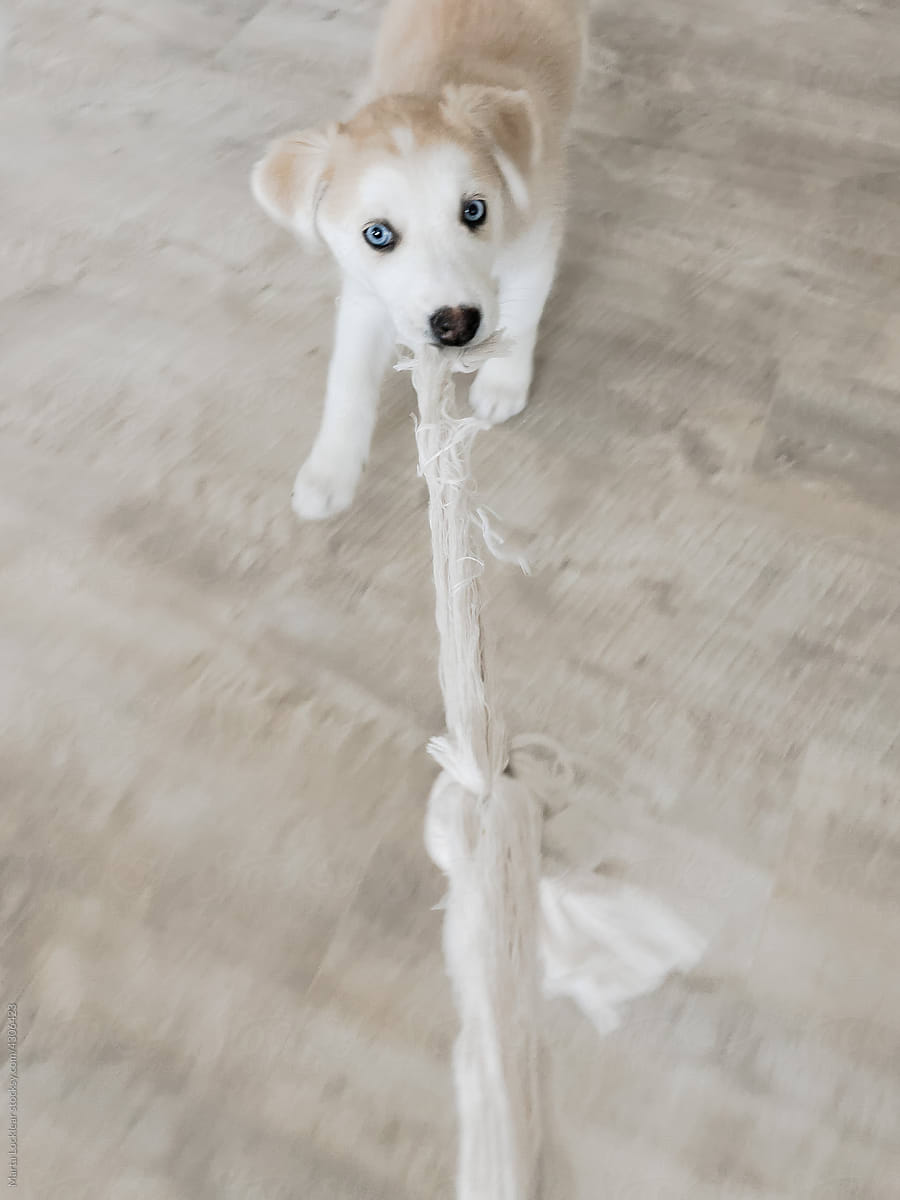 Silly puppy playing tug of war