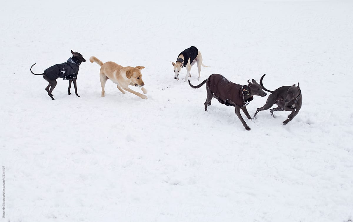 dogs playing in the snow