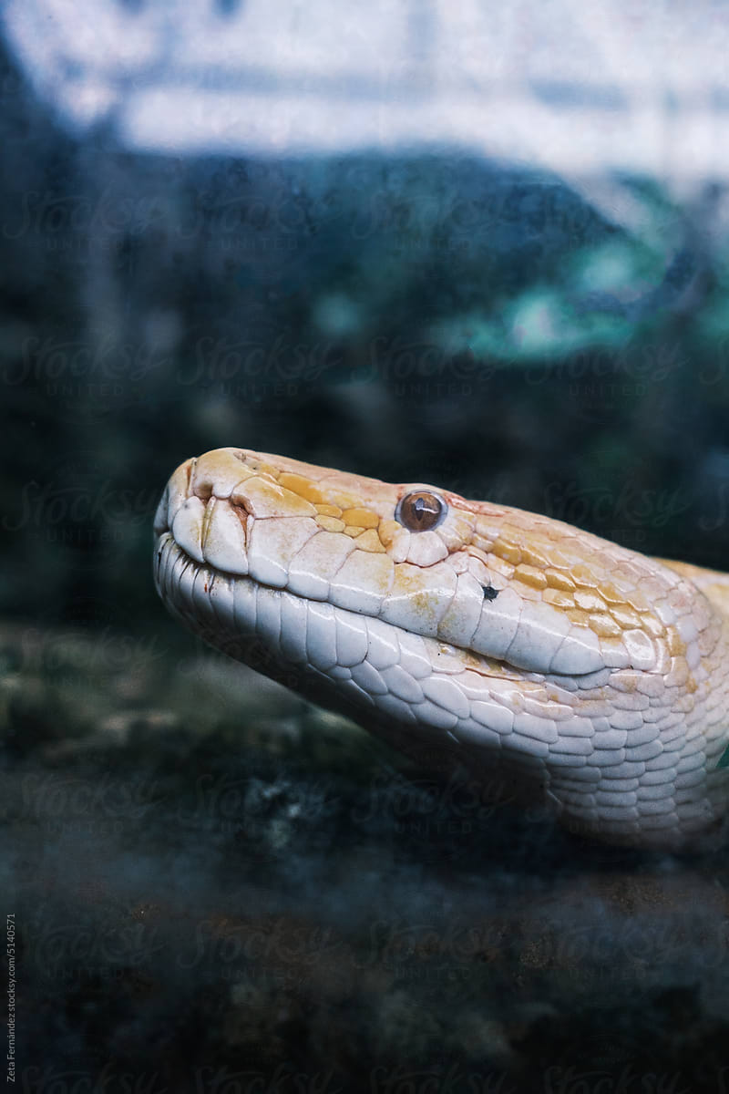 close-up photo of an albino yellow python\'s face